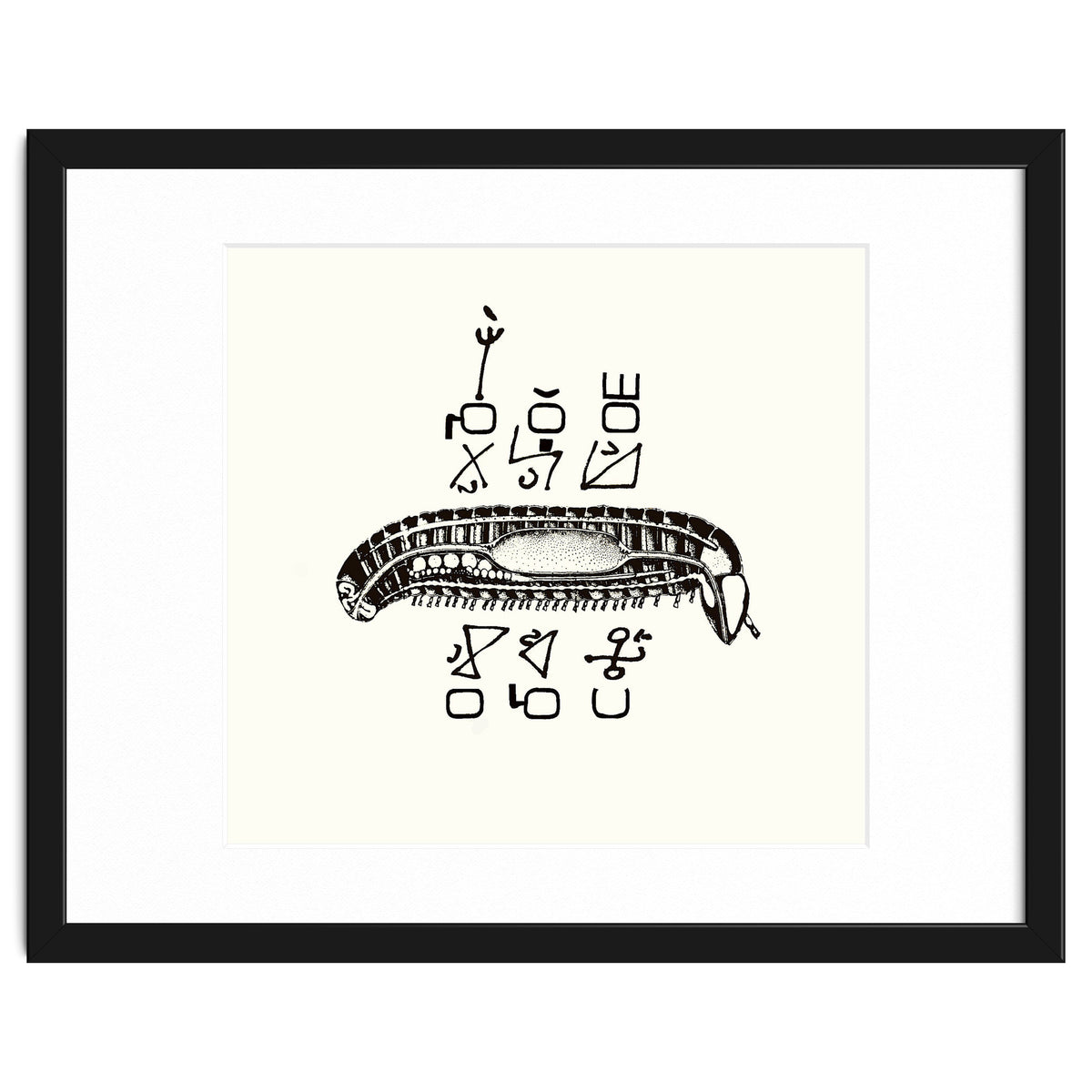 Diplopod David Felix