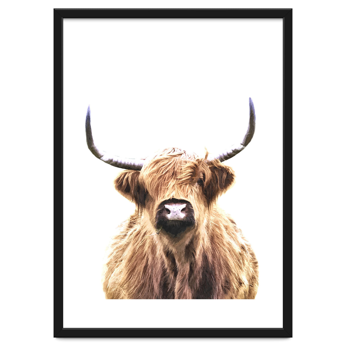 Highland Cow Portrait