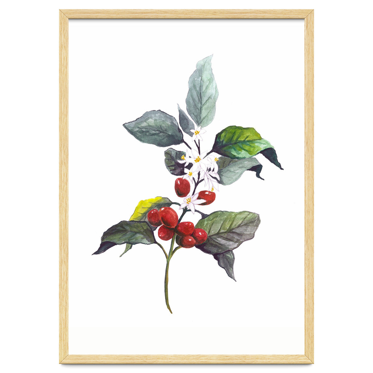 1 Botanical Illustration Kaffee Pflanze