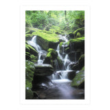Forest (Print Only) thumbnail