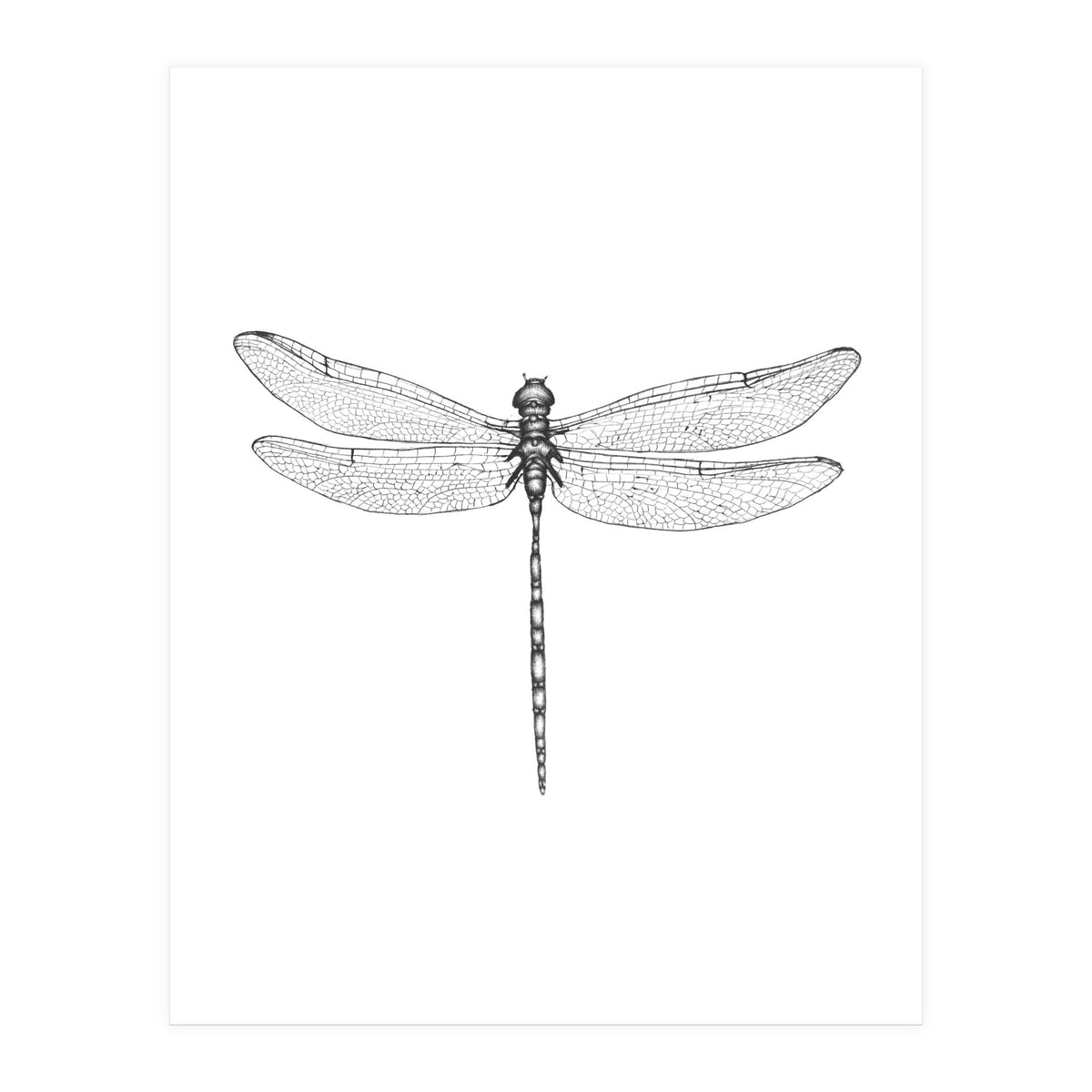 Dragonfly Wings (Print Only)