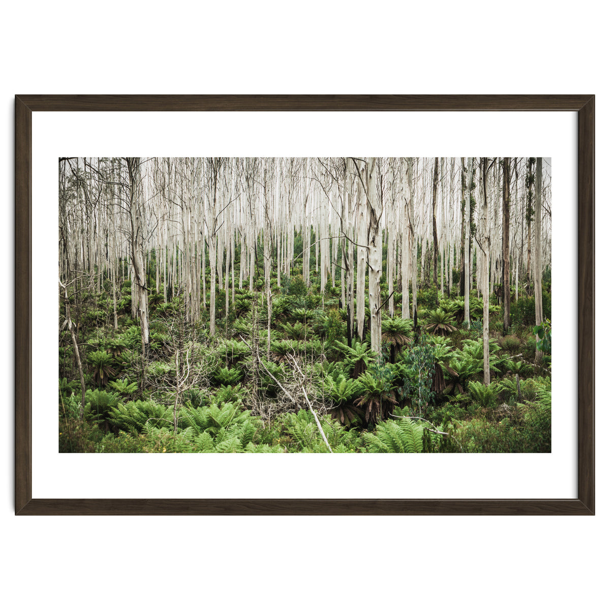 Forest After The Fire