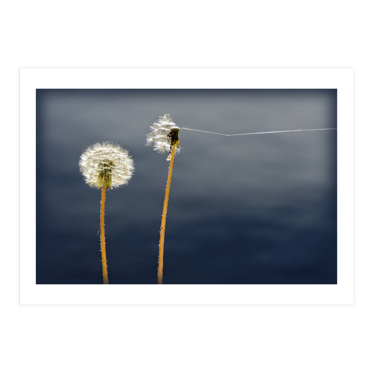 Common dandelions (Print Only)