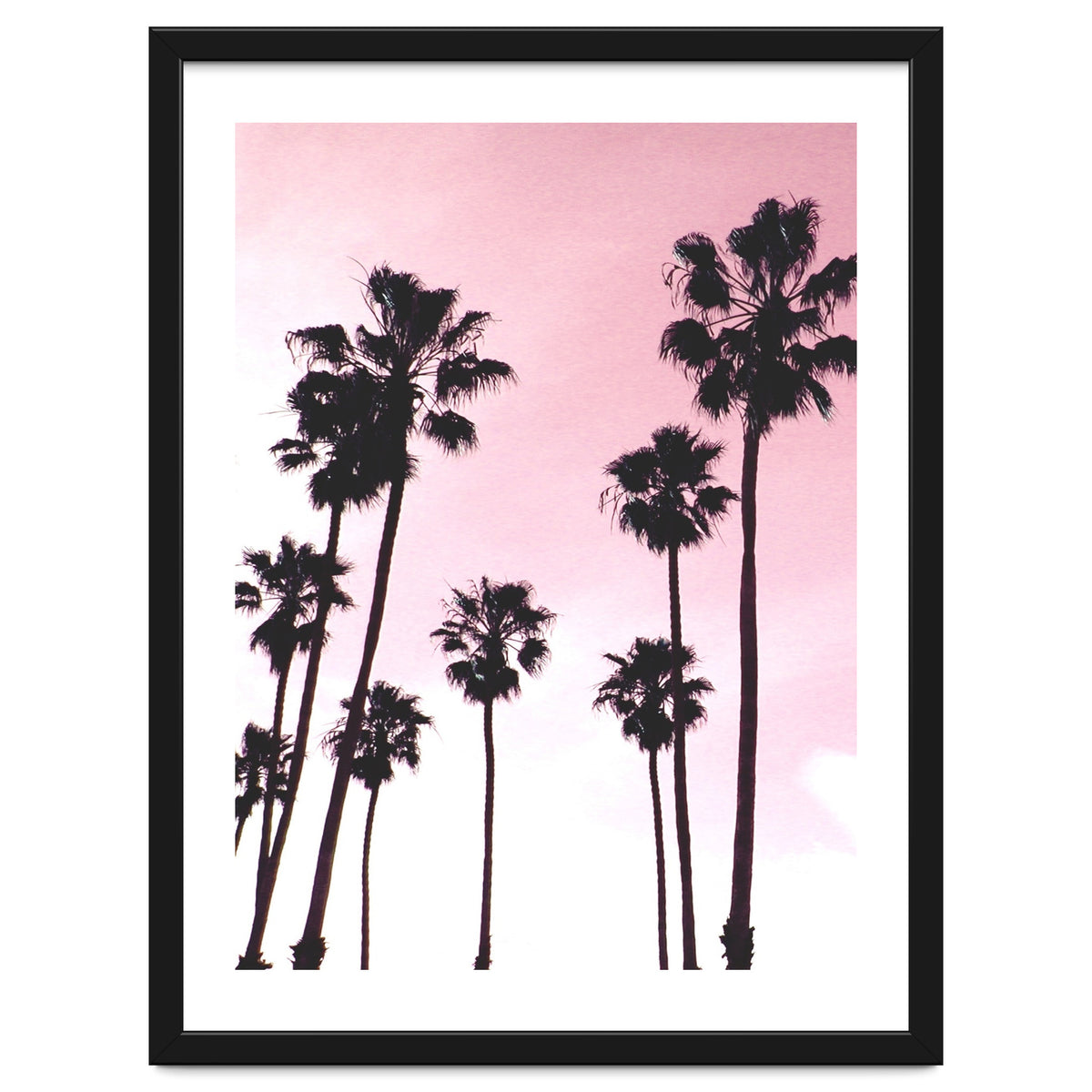 Palms & Sunset