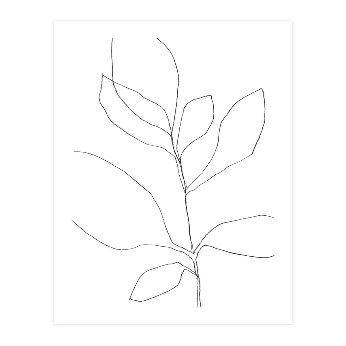 Seven Leaf Plant (Print Only)