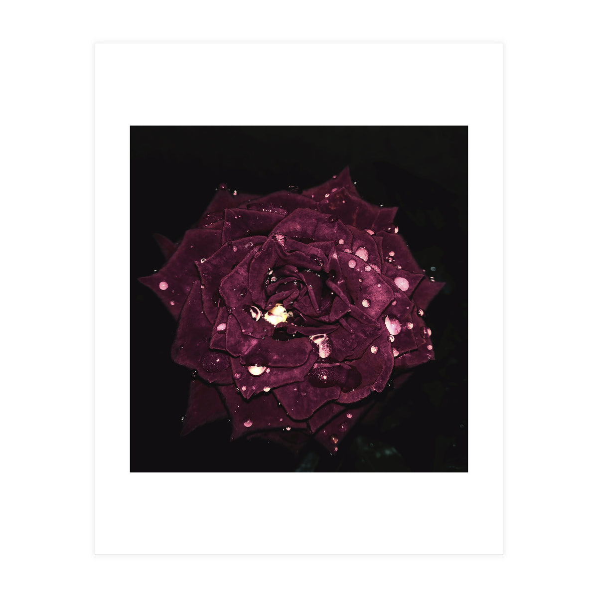 Shining Red Rose (Print Only)