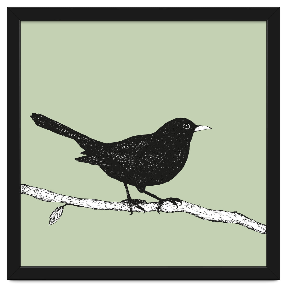 Blackbird pen drawing