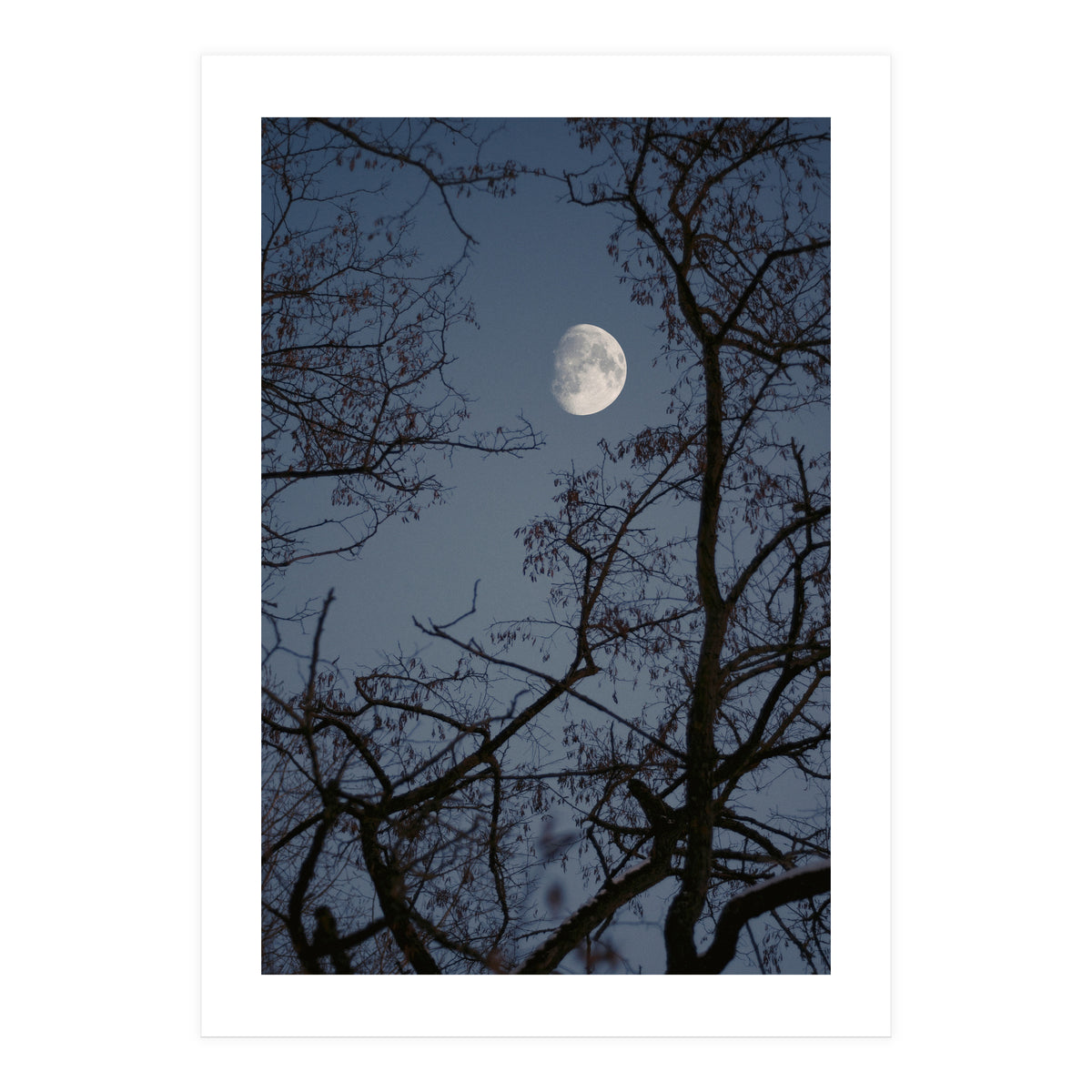 Howling (Print Only)