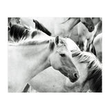 Horses (Print Only) thumbnail