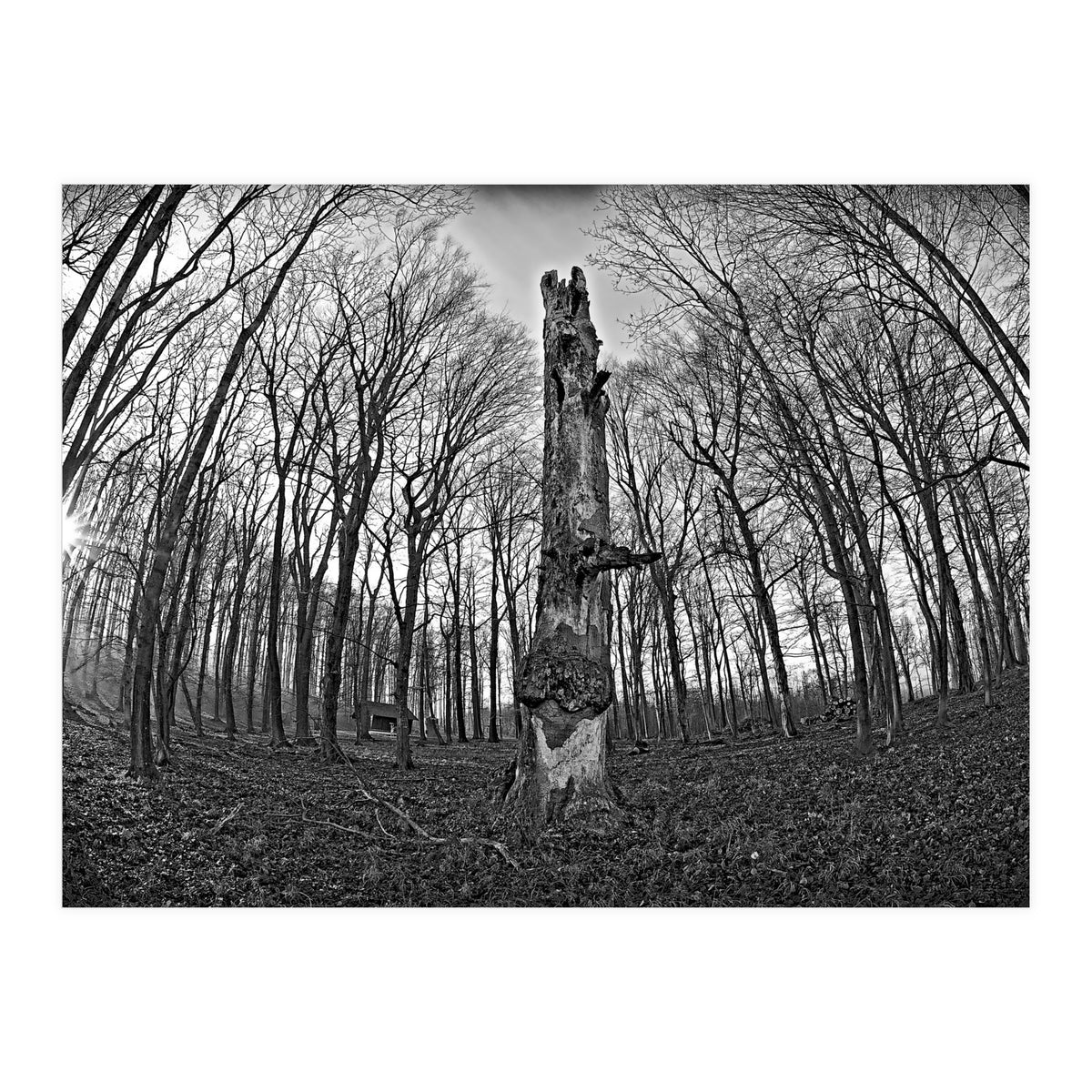 Circle of Growth and decay  (Print Only)