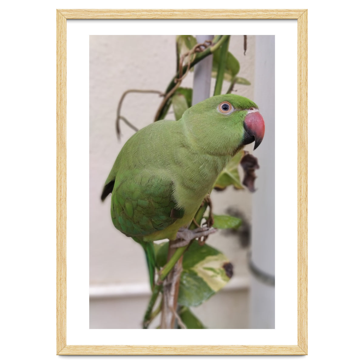 Dazzling Indian Parrot