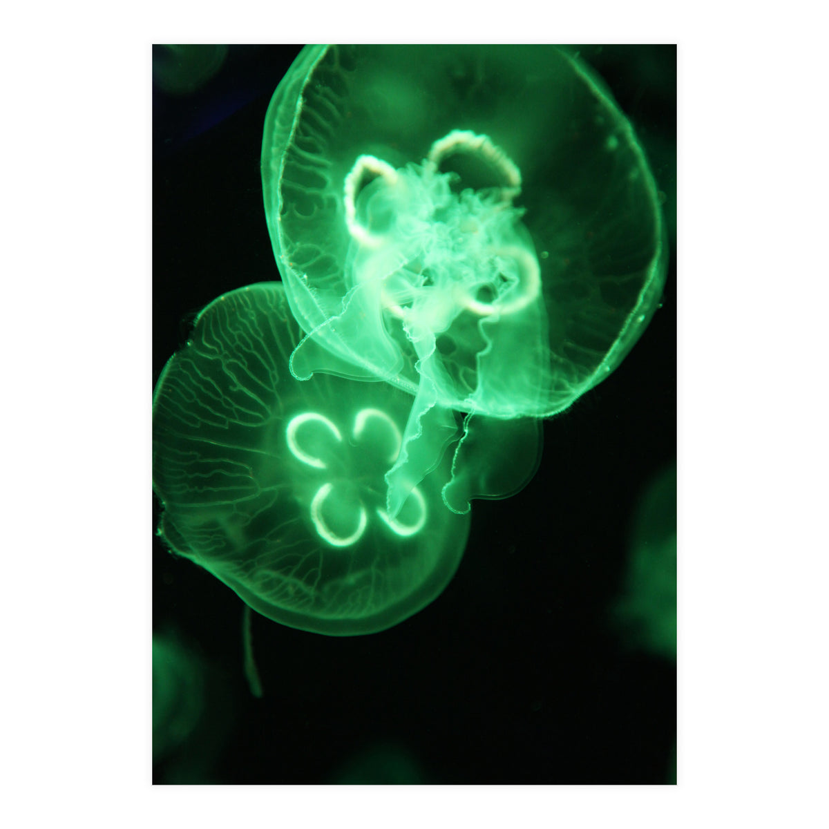 Jellyfish (Print Only)