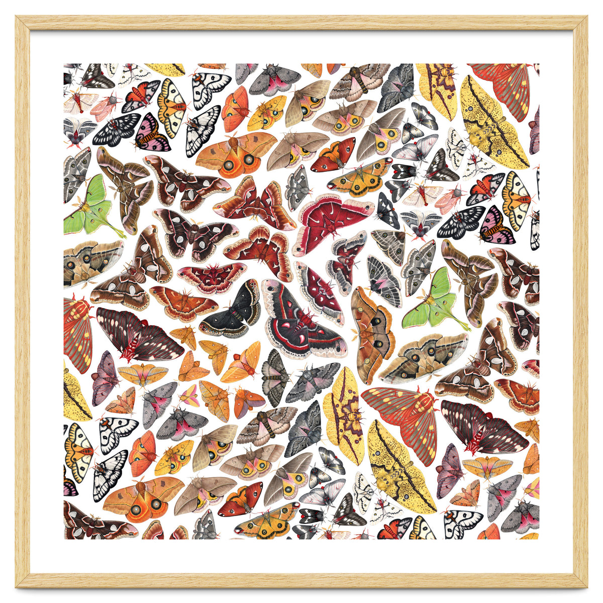 Saturniid Moths of North America Pattern