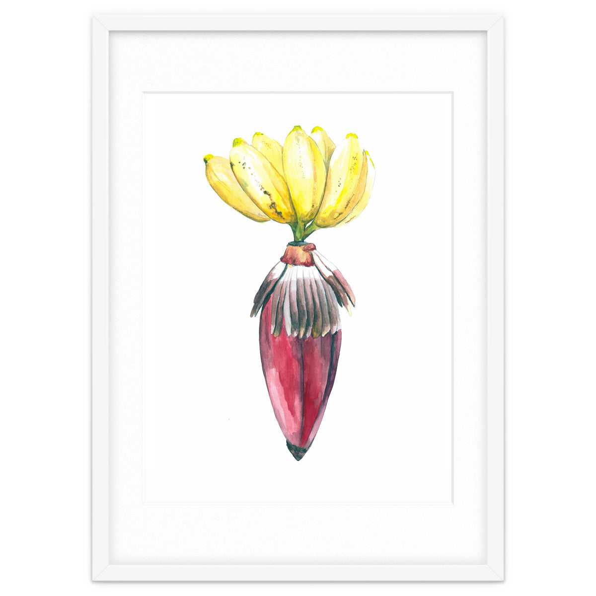 Botanical Illustration Banana