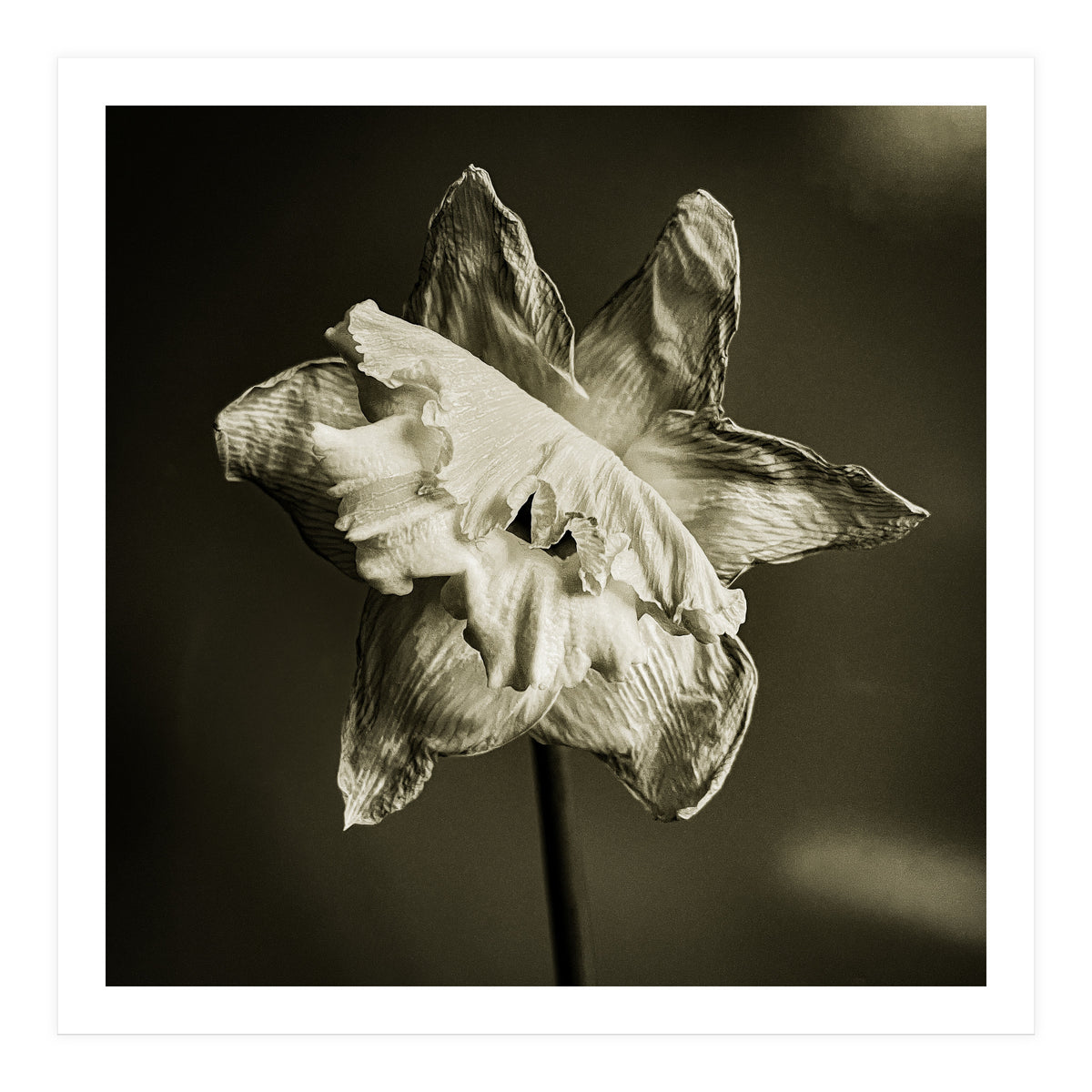 Wilting daffodil (Print Only)