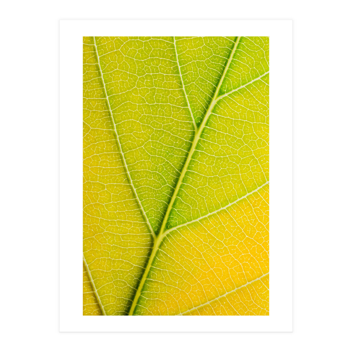 Autumn Leaf (Print Only)