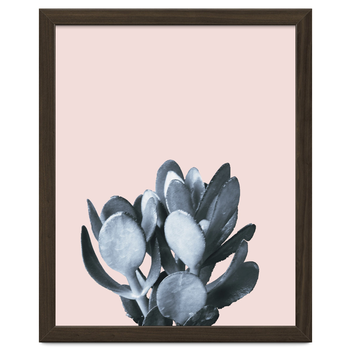 Cactus collection BL-II