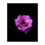 PINK ROSE IN DARK SPACE (Print Only) thumbnail