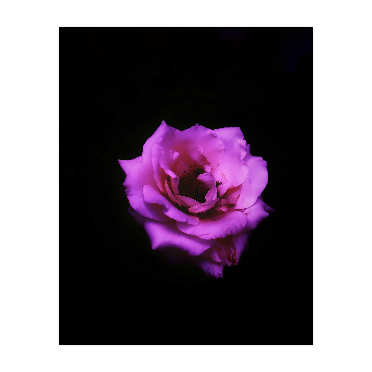 PINK ROSE IN DARK SPACE (Print Only)