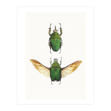 Cc Insects 02 (Print Only) thumbnail