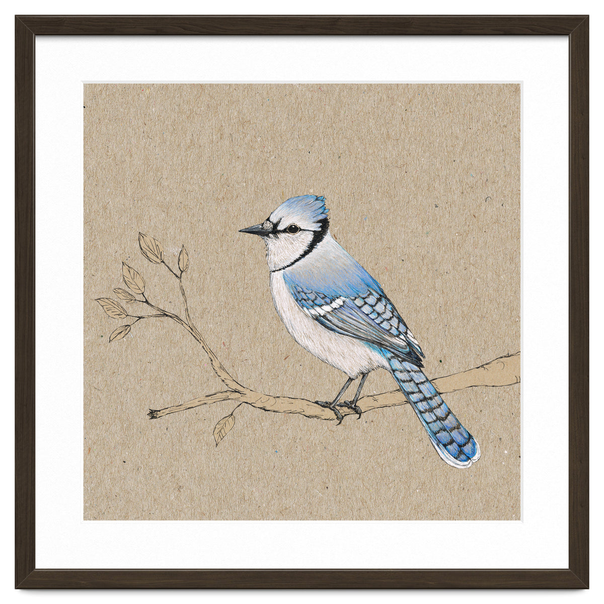 Blue jay