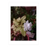 White Rose Garden (Print Only) thumbnail