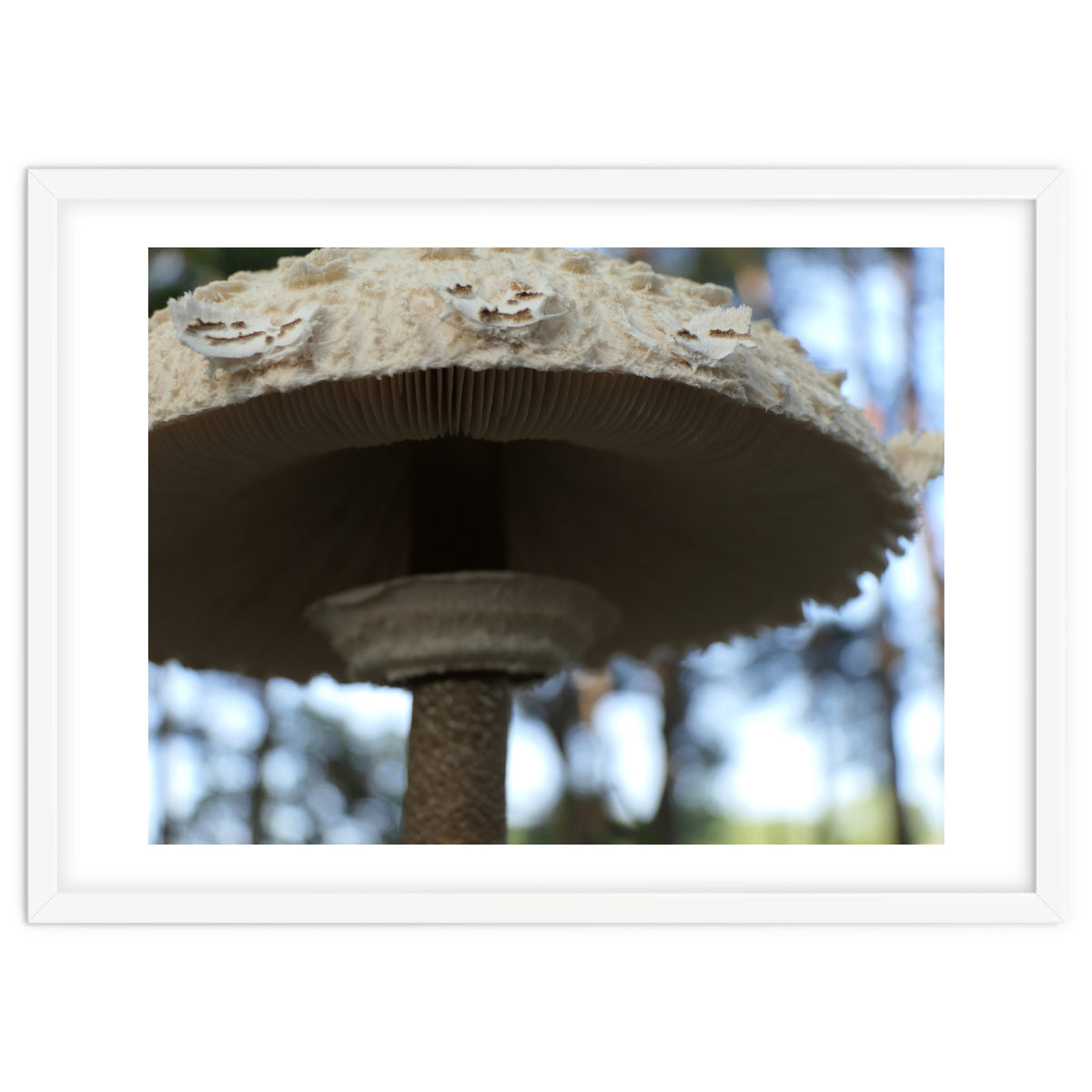 Shelter In The Woods