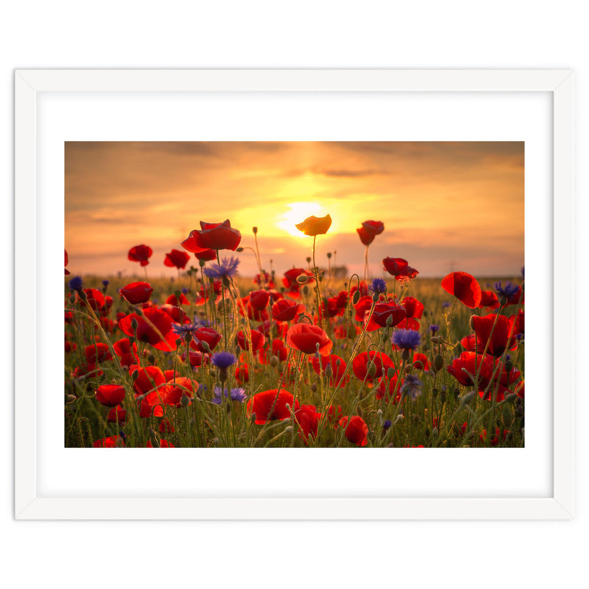 Poppies Sunset