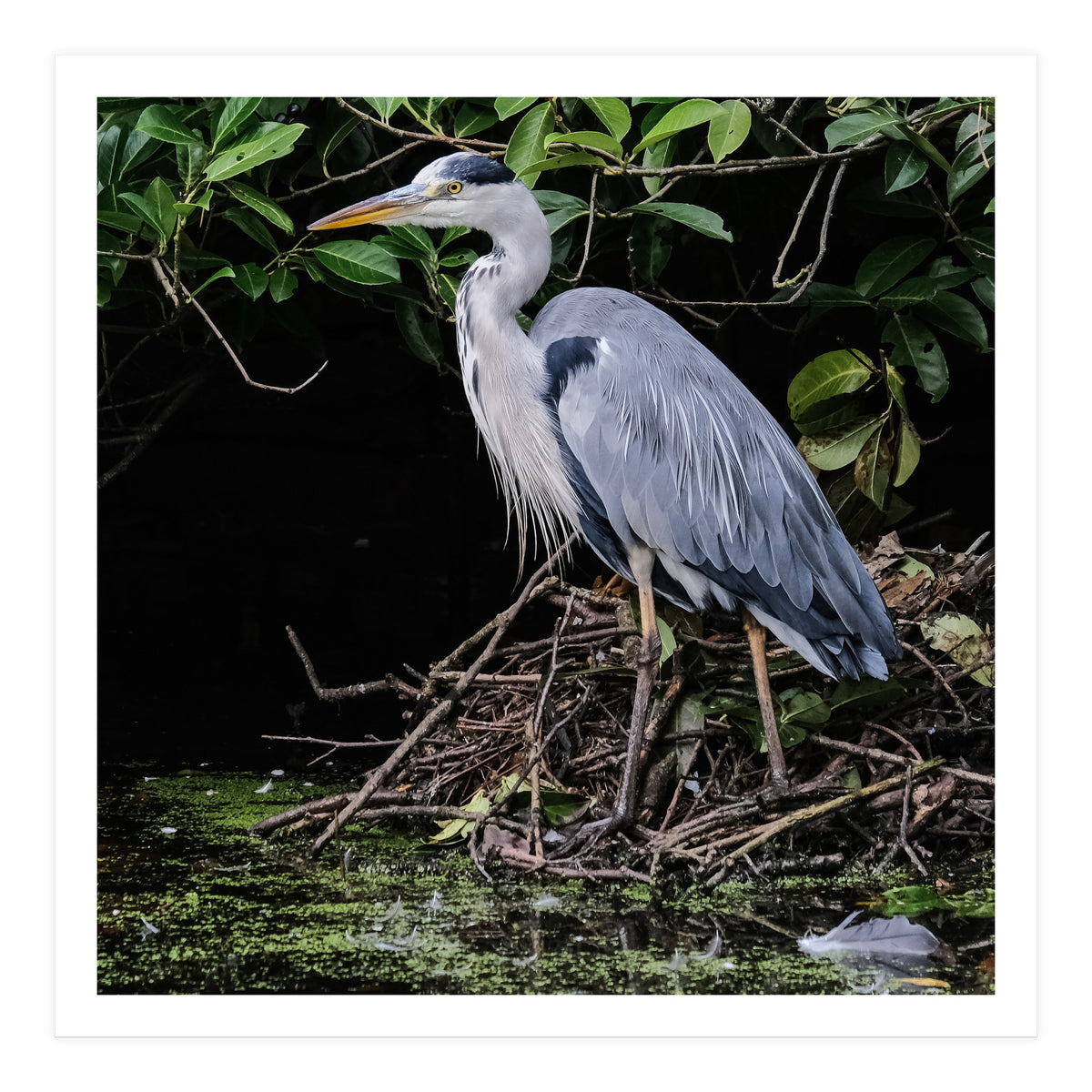 Heron (Print Only)
