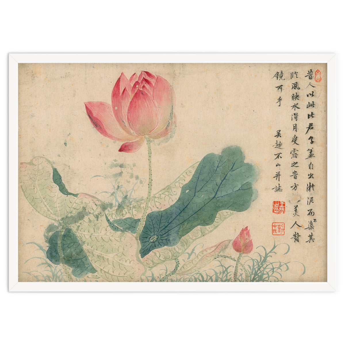 Qing Wangwu Flower album, lotus, lotus leaf, pond, copy of water grass