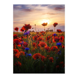 Poppiesfield at Sunrise (Print Only) thumbnail
