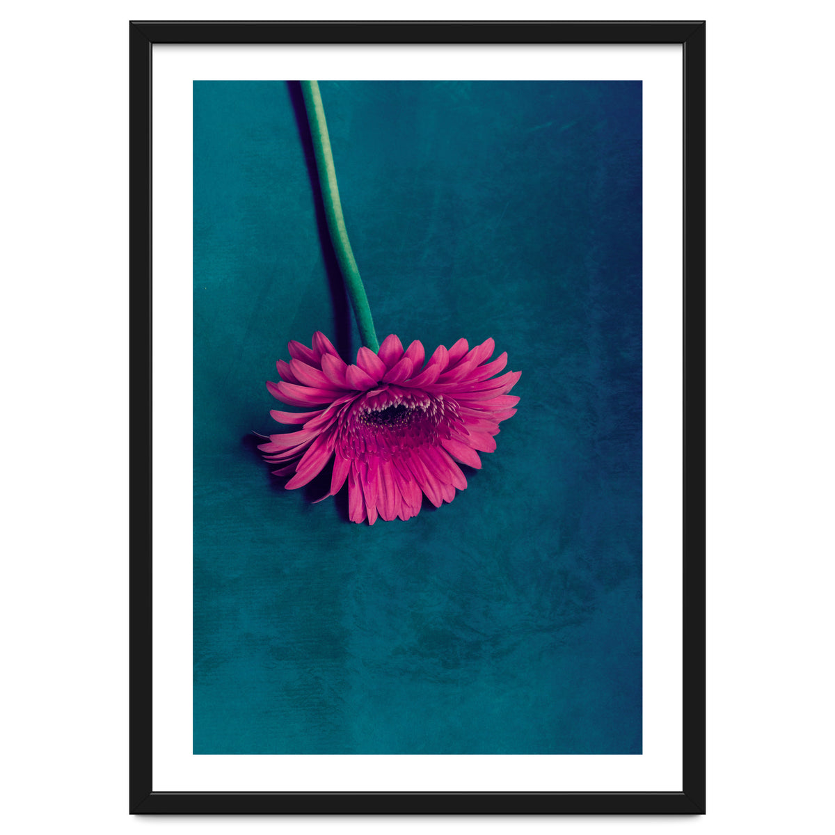 Gerbera for love