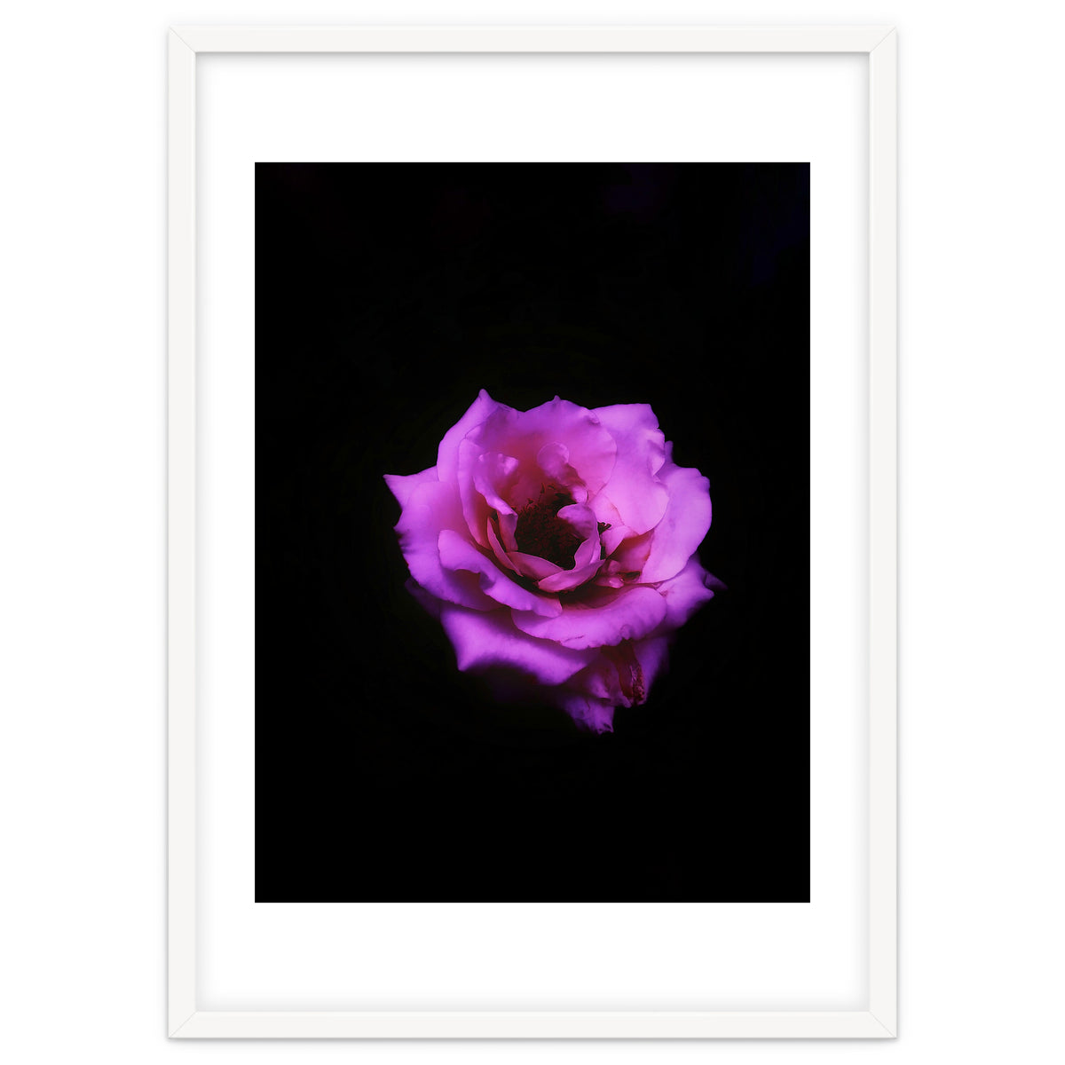 PINK ROSE IN DARK SPACE