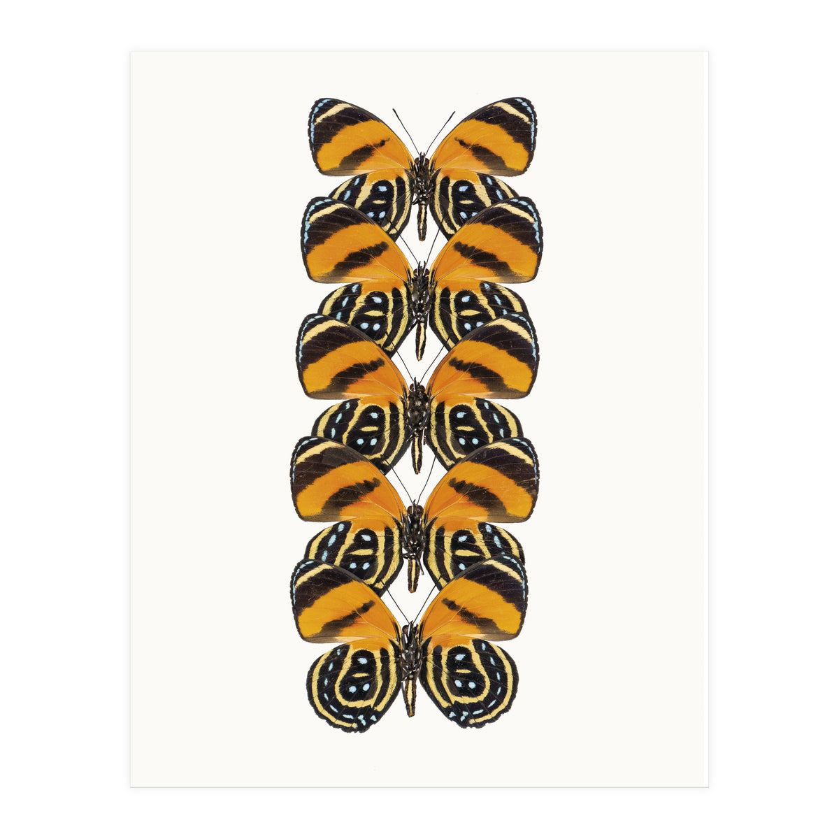 Cc Butterflies 07 (Print Only)