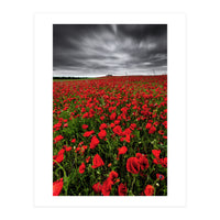 Wild Poppies (Print Only)