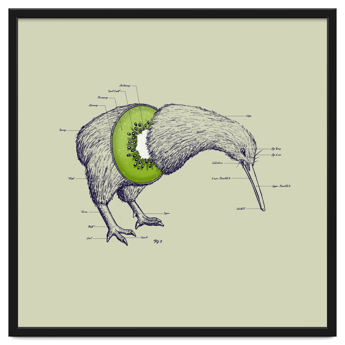 Kiwi Anatomy
