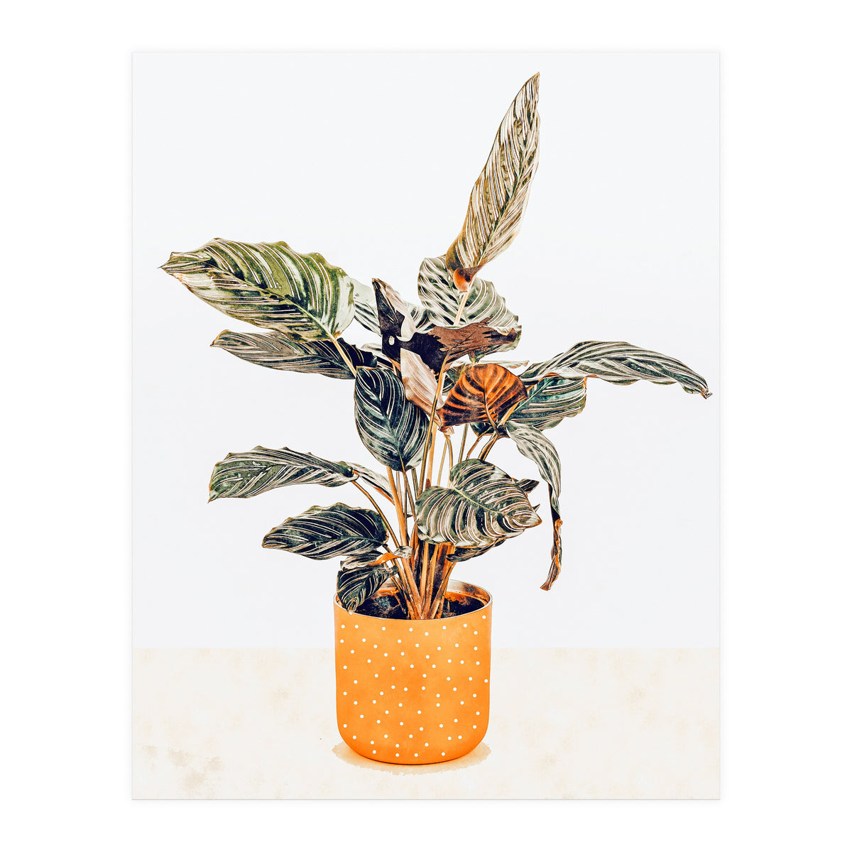 Botany II (Print Only)