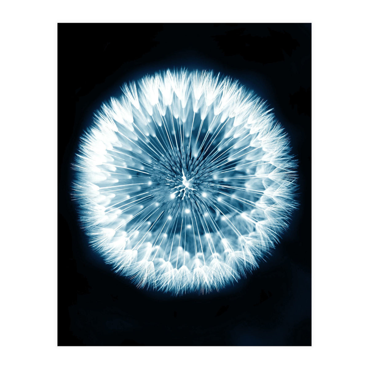 Taraxacum Officinale (Print Only)