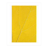 Autumn Leaf (Print Only) thumbnail
