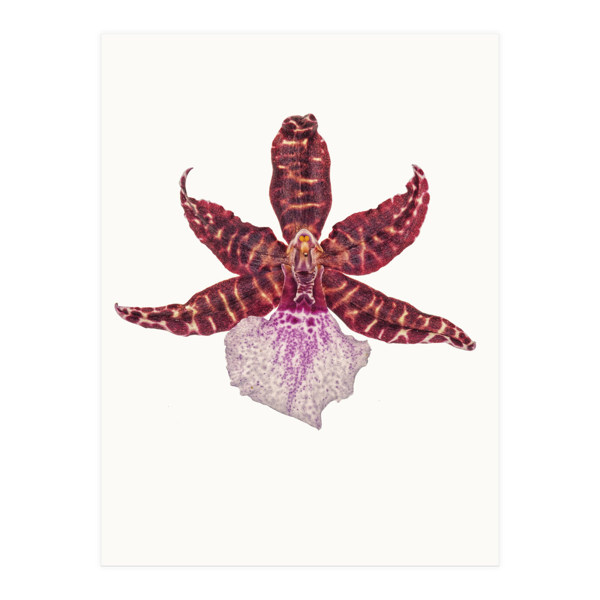 Cc Flower 05 (Print Only)