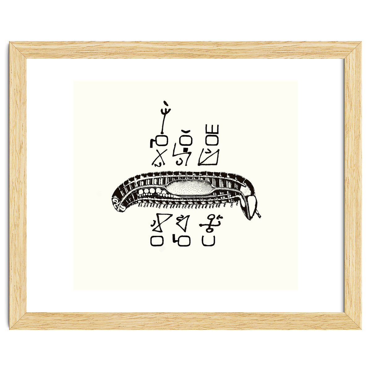 Diplopod David Felix