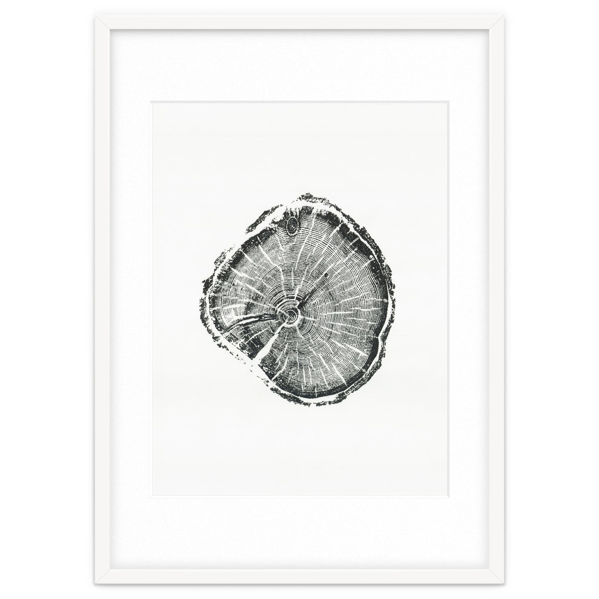 Tree Ring Print, Albion Basin, Utah, Pine Tree Print