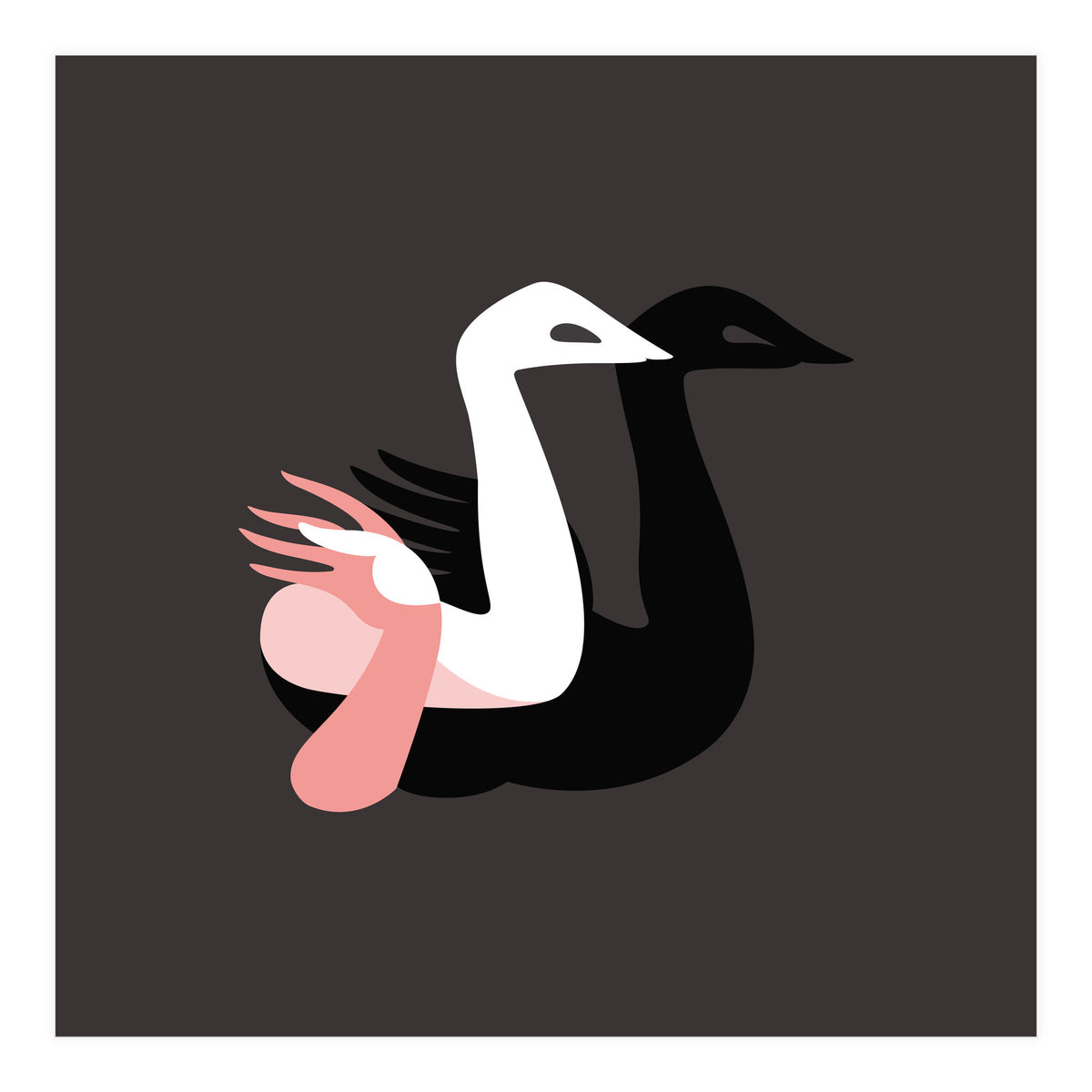 Black swan (Print Only)