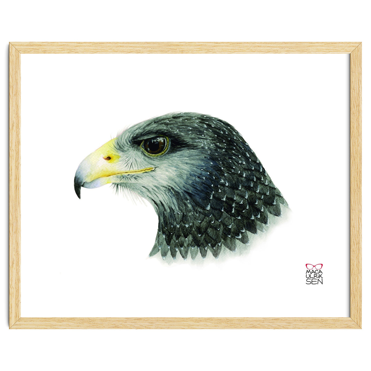 Black-chested buzzard-eagle