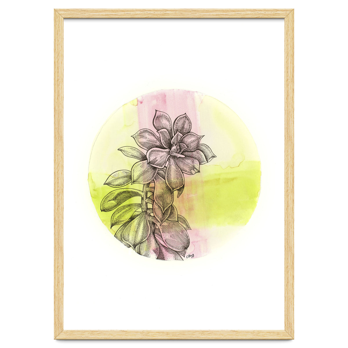 Succulent On Pink And Green