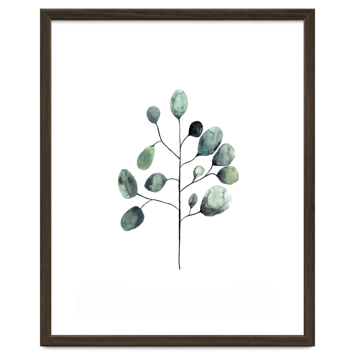 Botanical Illustration Eukalyptus