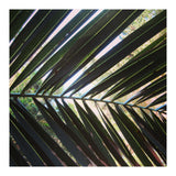 Palm leaf (Print Only) thumbnail