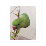 My Cute Parrot (Print Only) thumbnail
