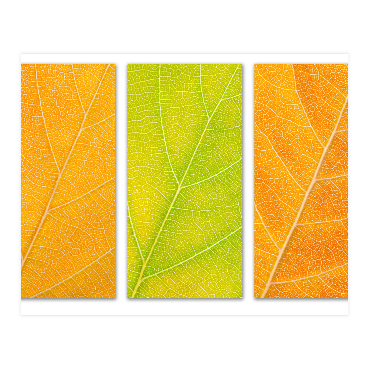 Autumn Leaves (Print Only)