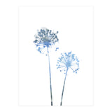 Blue Dandelion (Print Only) thumbnail